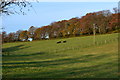 Cows on a sunny slope