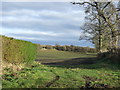 Farmland, Cornforth