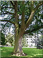 Splendid Turkey Oak in Pittville Park, Cheltenham