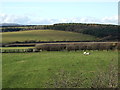 Grazing off the A688