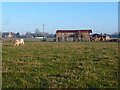 Mature farm buildings near Ford