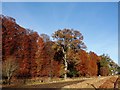 Meikleour Beech Hedge - Autumn