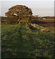 Footpath south of Goxhill