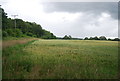 SU9837 : Wheat field by Vann Lane by N Chadwick