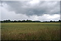 SU9837 : Large field of wheat by N Chadwick