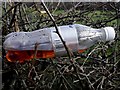 H5569 : Bottle in a hedge, Ramackan by Kenneth  Allen