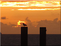TQ3003 : Perching bird at sunset by Stephen Craven