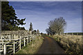 Track, tree and sheep fold