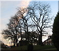 Trees by Dunchurch Highway