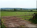 Grazing sheep, Coed-Cefn