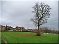 Lone tree in public open space