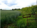 SP1257 : Wheat  field Margin near Haselor by Nigel Mykura
