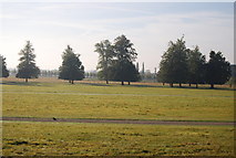 TQ1668 : Hampton Court Park by N Chadwick