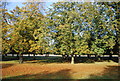 TQ1568 : Trees, Bushy Park by N Chadwick