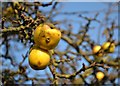 Crab apples near Rockley Old Hall