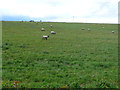 SP1656 : Sheep Pasture at Newfoundland Wood. by Nigel Mykura
