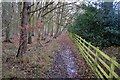 Woodland Footpath near Middleton, Ilkley