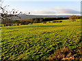 Pasture beside Denton Lane