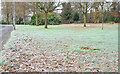 Frosty grass, Seymour Hill, Derriaghy (1)