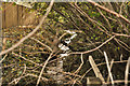 Looking down a stream at Bridge Court which runs into Venn Stream