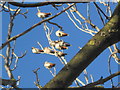 Waxwings near Gosforth Business Park