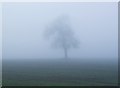 Farmland and tree, Entercommon