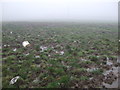 Muddy farmland, Beech Tree Farm