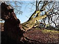 An uprooted beech tree