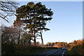 Old pine trees by the road into South Elkington