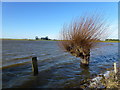 TL2799 : Waves and willows on Whittlesey Wash - The Nene Washes by Richard Humphrey