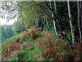 Approaching Allt an Fhionn in Glentarken Wood