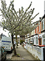 Cherry blossom on Rosedale Road