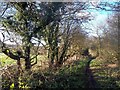 Bridleway near Smithy Brook