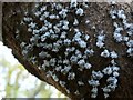 NS3983 : A slime mould - Badhamia utricularis by Lairich Rig