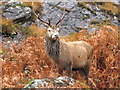 NM8695 : Stag near Sourlies by Doug Lee