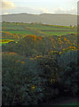 Trees in Cwm-yr-Allt-Lwyd, Meline: sunset