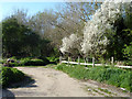 Behind the houses, Benets Road