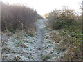 Path in Cathkin Braes Country Park