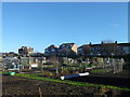 Whitehall Lane Allotment Gardens, Grays