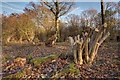 Recently Coppiced Trees in Green Lane Wood