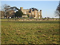 Deer in Knepp Park