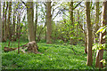 TL7128 : Shalford Park woodland by Robin Webster