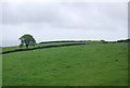 Farmland near Strete