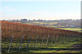 Vineyard at Bodiam