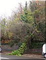 Fallen branch, Teignmouth Road, Torquay