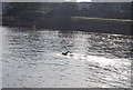 Swimmer in the Thames