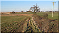 Hedgerow on field boundary