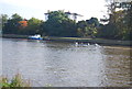 Rowers on the Thames