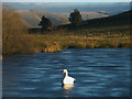 SD5497 : A swan stuck in the ice, Black Moss Tarn? by Karl and Ali