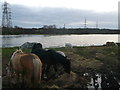 Horses and flooding, Mar Dyke